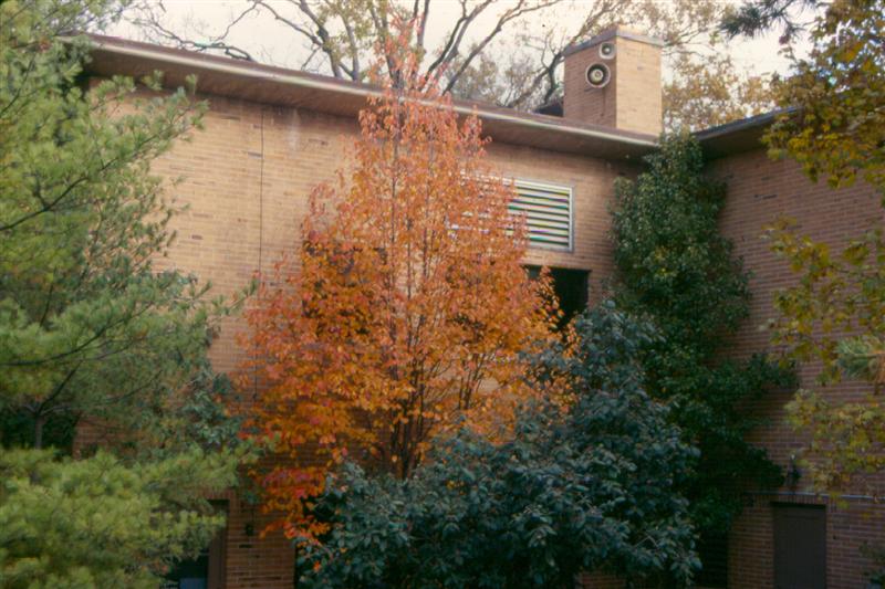 Picture of Malus tschonoskii  Tschonoski Crabapple