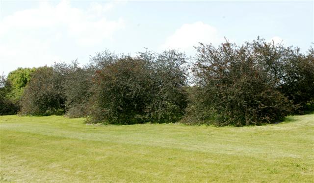 Picture of Malus sp. 'Prairifire' Prairifire Crabapple