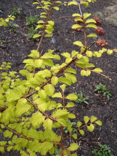 Picture of Metasequoia glyptostroboides 'Ogon' or 'Gold Rush' Gold Rush Dawn Redwood