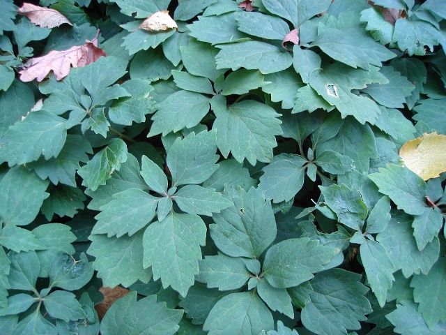 Picture of Pachysandra procumbens  Alleghany Spurge