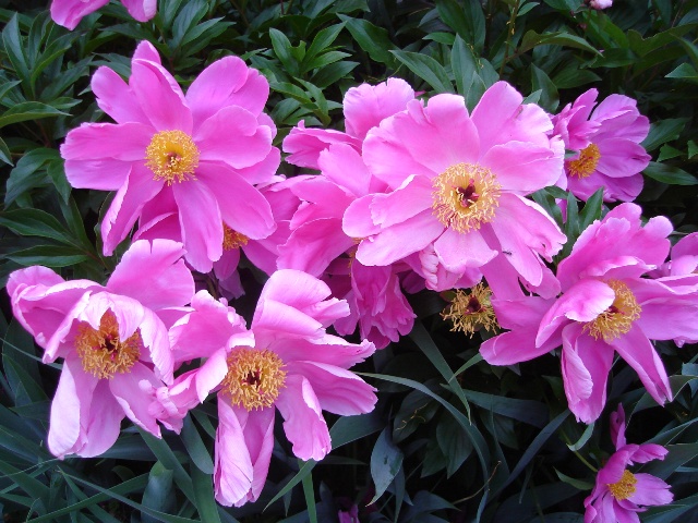Picture of Paeonia   Garden Peony