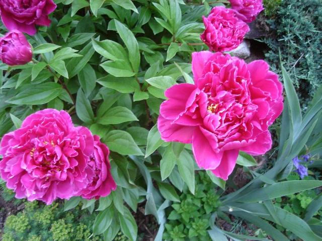 Picture of Paeonia   Garden Peony