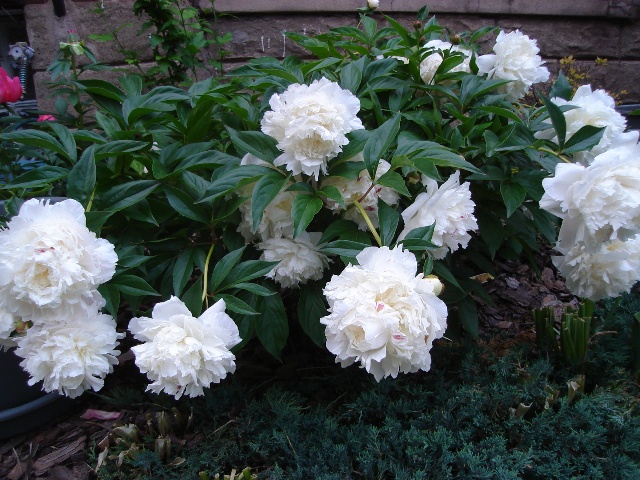 Picture of Paeonia   Garden Peony