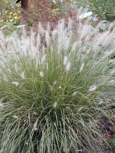 Picture of Pennisetum orientale Oriental Fountain Grass