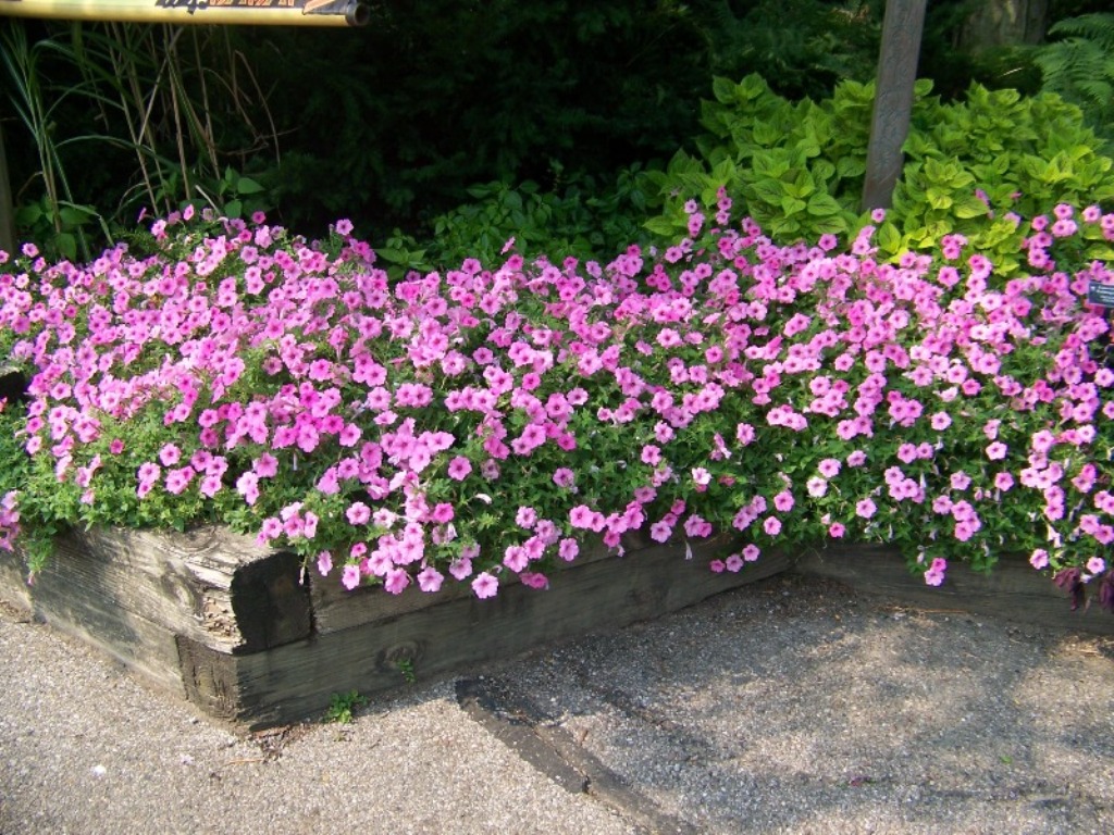 Picture of Petunia hybrid 'Supertunia� Vista Bubblegum�' Supertunia� Vista Bubblegum� Petunia