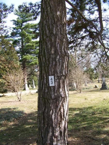 Picture of Pinus nigra  Austrian Pine