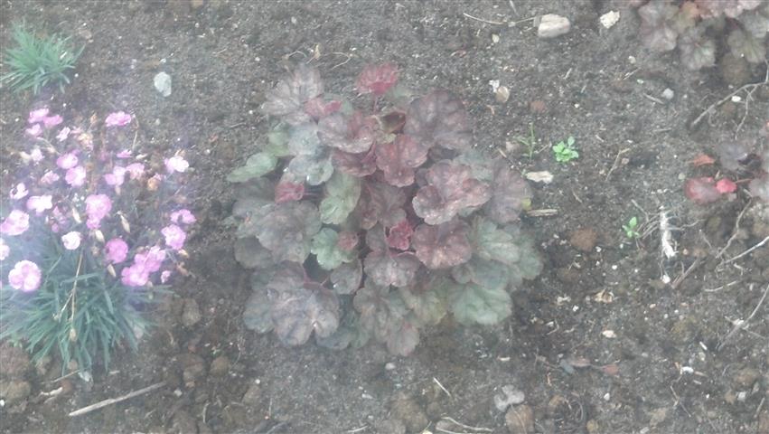 Heuchera 'Plum Pudding' plantplacesimage020130810_154809.jpg