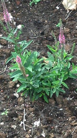 Veronica spicata plantplacesimage020130810_155142.jpg