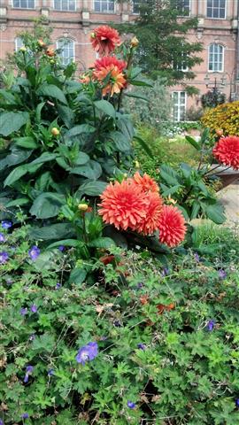 Dahlia hybrid plantplacesimage020130819_112612.jpg