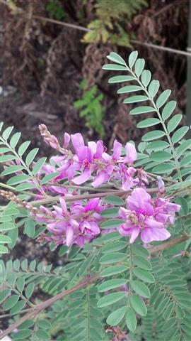 Indigofera heterantha plantplacesimage020130819_164002.jpg
