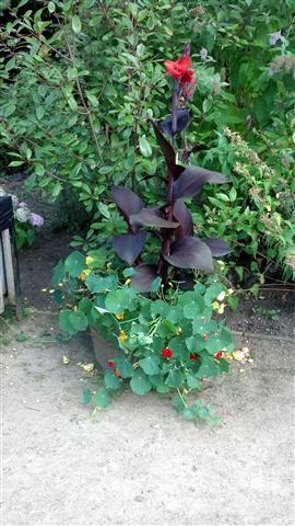Tropaeolum spp plantplacesimage020130831_143259.jpg
