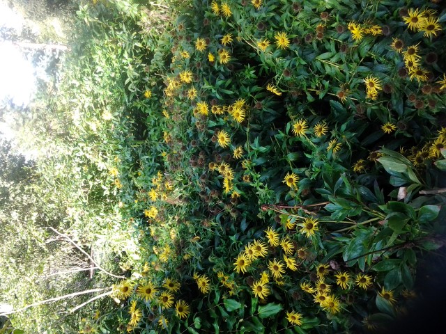 Inula magnifica plantplacesimage020130907_114034.jpg