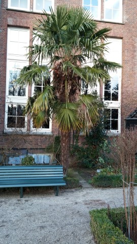 Trachycarpus fortunei plantplacesimage020131229_074023.jpg