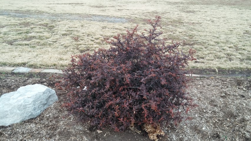 Pyracantha coccinea plantplacesimage020140305_173255.jpg