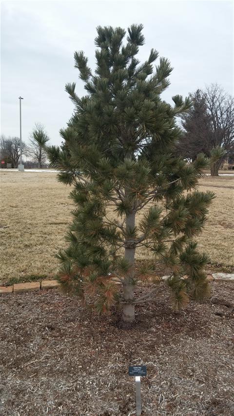 Pinus flexilis plantplacesimage020140305_173632.jpg