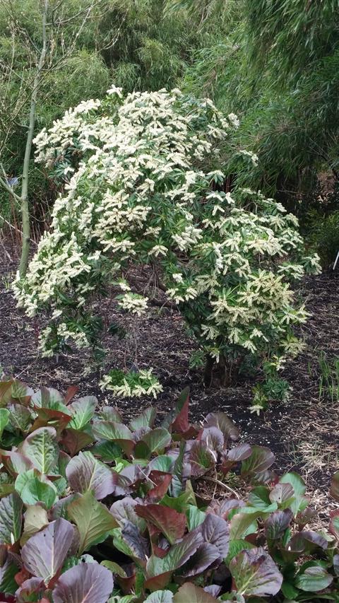 Pieris japonica plantplacesimage020140317_212856.jpg