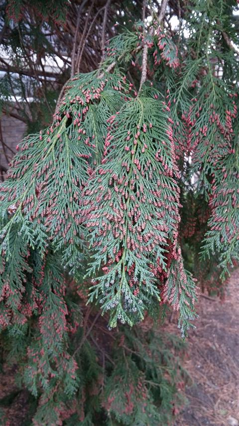 Chamaecyparis lawsoniana plantplacesimage020140317_222021.jpg
