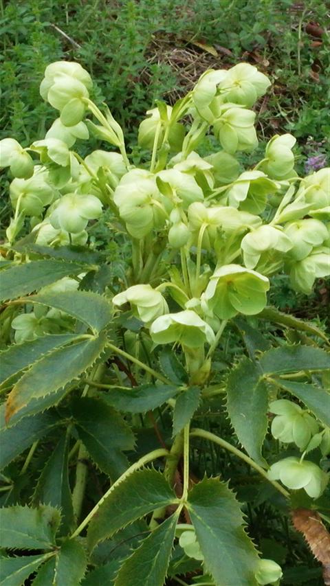 Helleborus argutifolius plantplacesimage020140322_153719.jpg