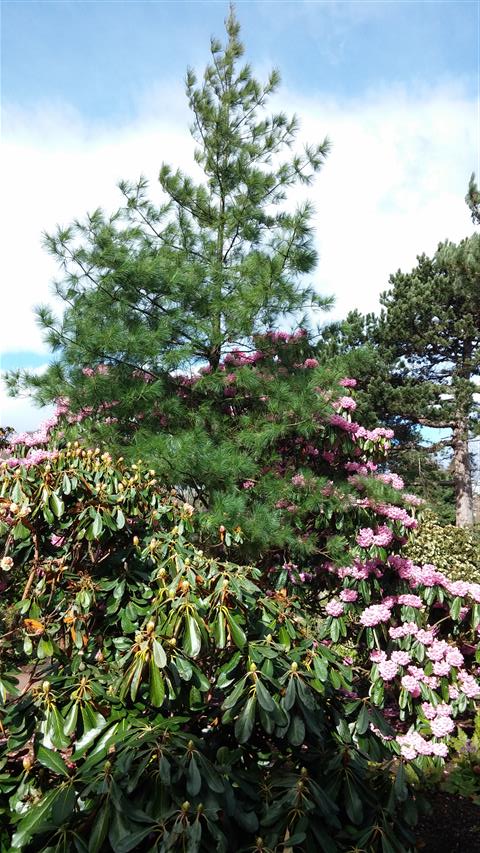 Pinus resinosa plantplacesimage020140323_114233.jpg