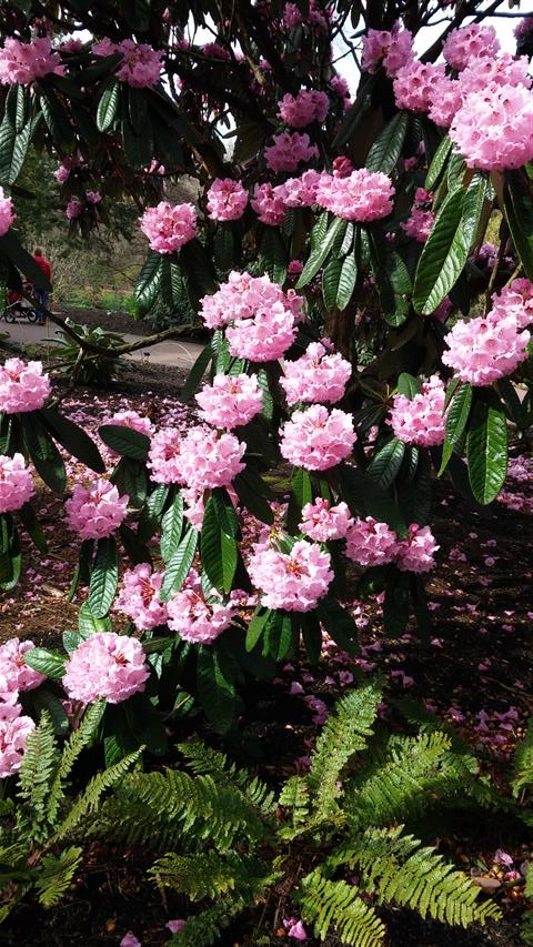Rhododendron montroseanum plantplacesimage020140323_114342.jpg