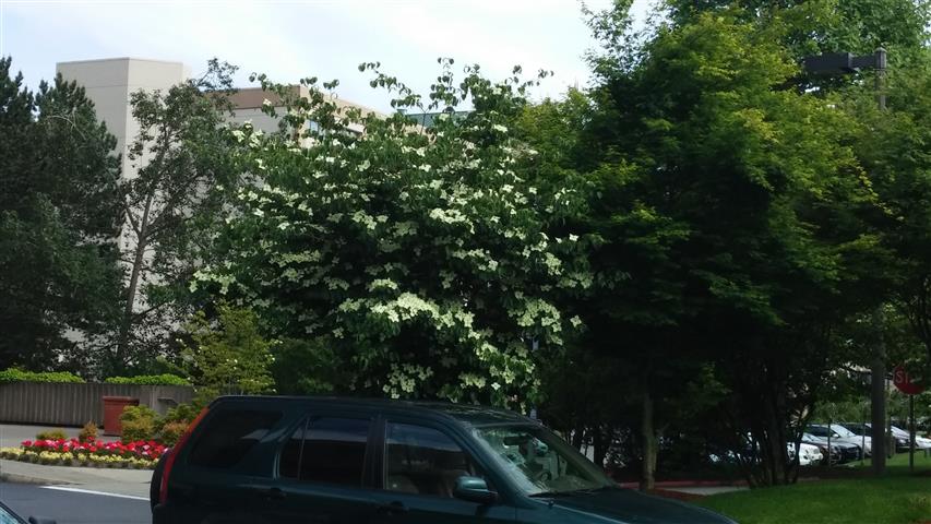 Cornus kousa plantplacesimage020140524_163918.jpg