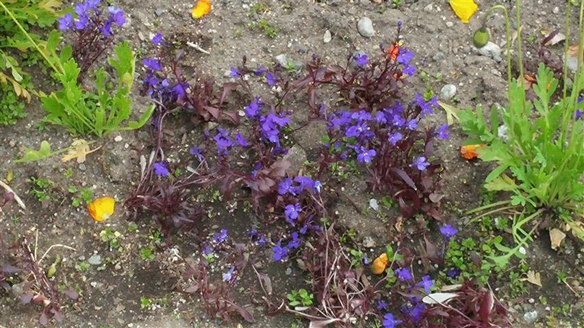 Lobelia erinus plantplacesimage020140529_133227.jpg