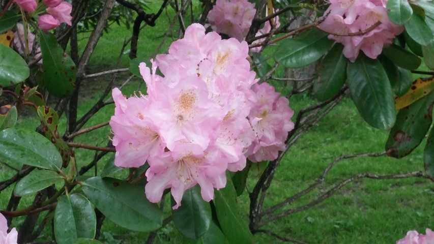 Rhododendron x scintillation plantplacesimage020140613_183013.jpg
