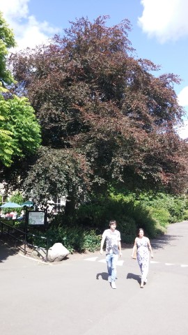 Fagus sylvatica purpurea plantplacesimage20140809_142541.jpg