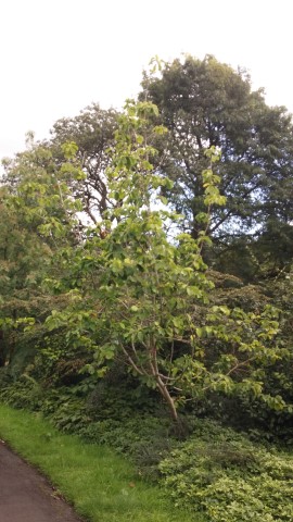 Magnolia x plantplacesimage20140809_152715.jpg