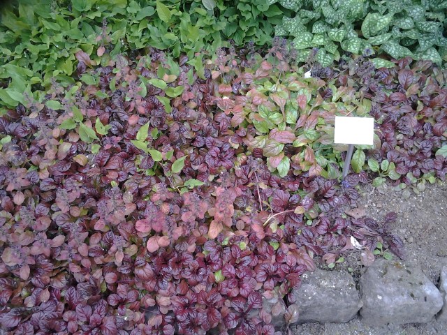 Ajuga reptans plantplacesimage20140823_120818.jpg