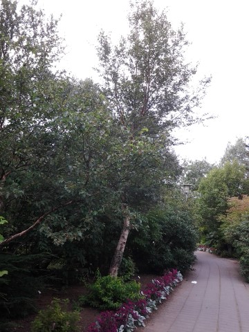 Betula ermanii plantplacesimage20140823_121514.jpg