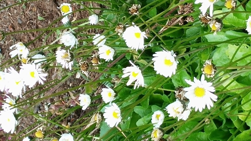 bellis perennis plantplacesimage20140823_152812.jpg