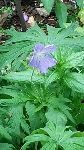 Geranium palustre plantplacesimage20140823_153430.jpg