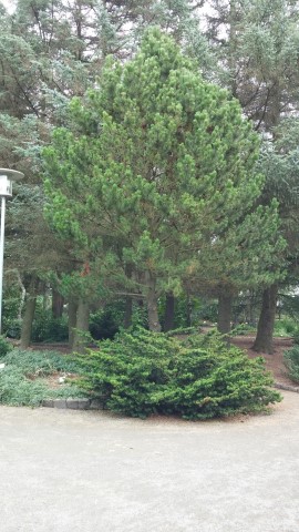 Pinus strobus plantplacesimage20140823_154447.jpg