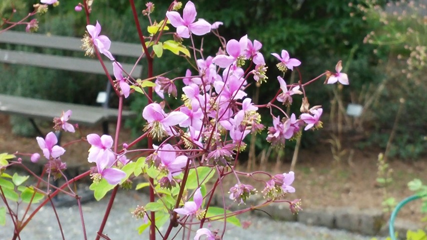 Thalictum rochebrunianum plantplacesimage20140823_160239.jpg