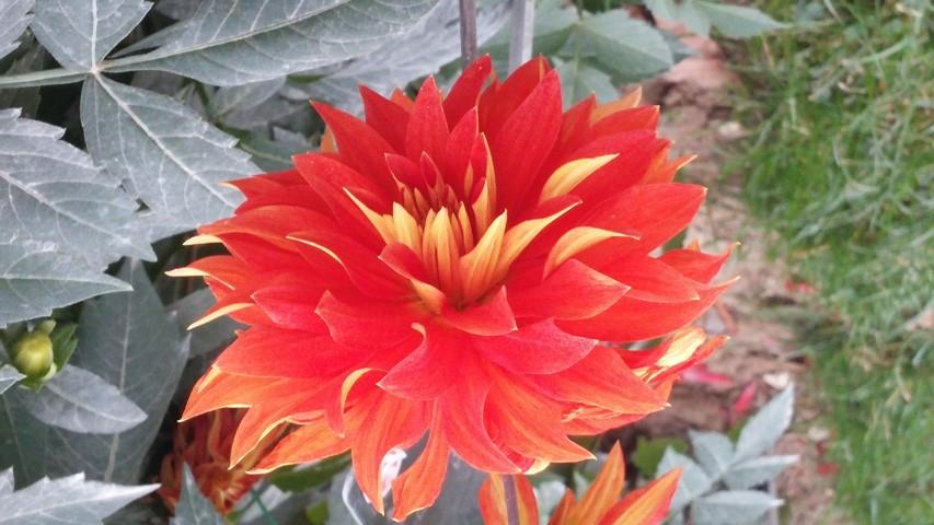 Dahlia hybrid plantplacesimage20140828_131441.jpg