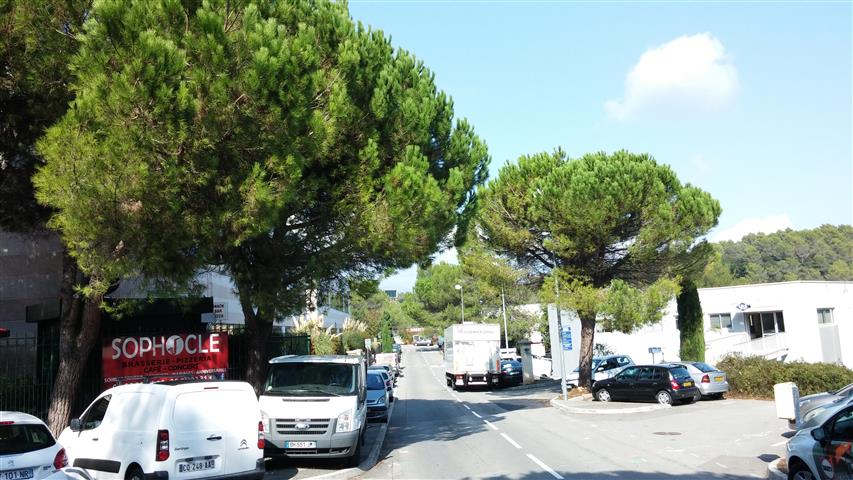 Pinus nigra plantplacesimage20141009_134253.jpg