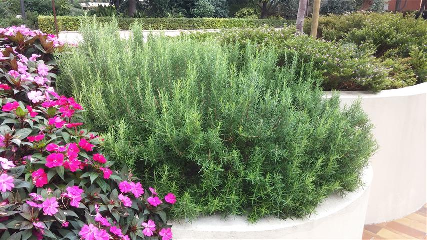 Rosmarinus officinalis plantplacesimage20141012_125141.jpg