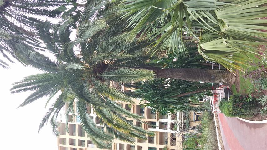 Phoenix canariensis plantplacesimage20141012_132044.jpg