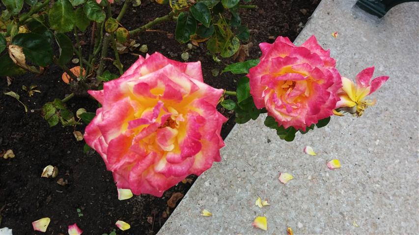 Rosa spp plantplacesimage20141012_150220.jpg