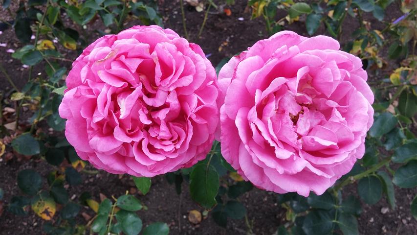 Rosa spp plantplacesimage20141012_151729.jpg