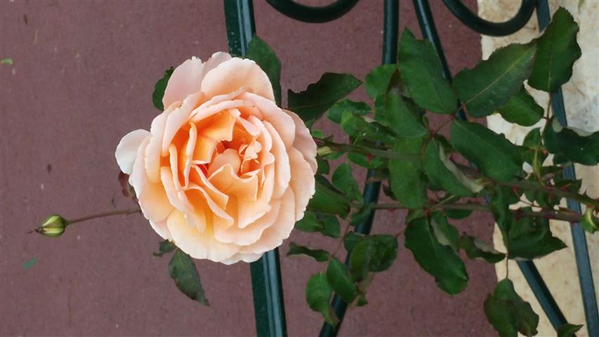 Rosa spp plantplacesimage20141012_153443.jpg