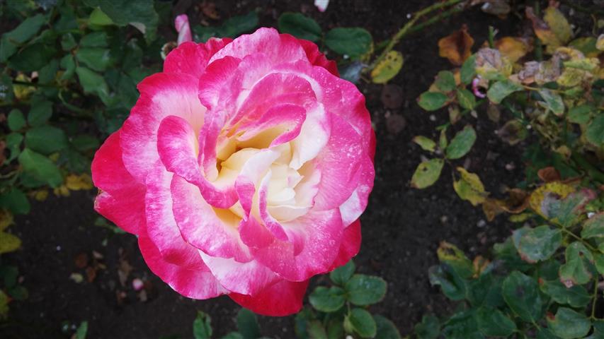 Rosa spp plantplacesimage20141012_153910.jpg