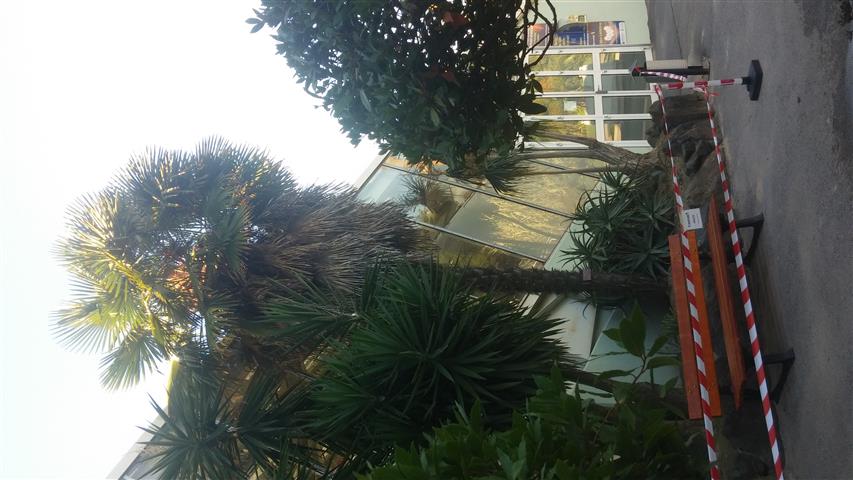 Trachycarpus fortunei plantplacesimage20141014_104209.jpg