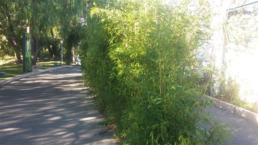 Phyllostachys aurea plantplacesimage20141014_110033.jpg