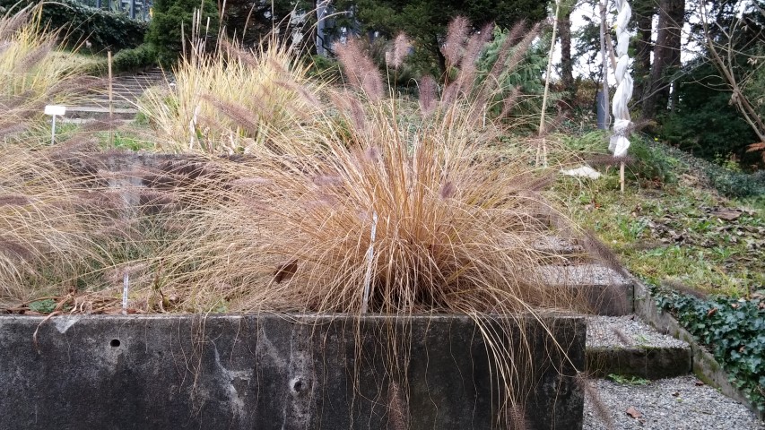 Pennisetum alopecuroides plantplacesimage20141121_134148.jpg
