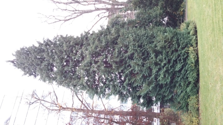 Chamaecyparis lawsoniana plantplacesimage20141121_135506.jpg