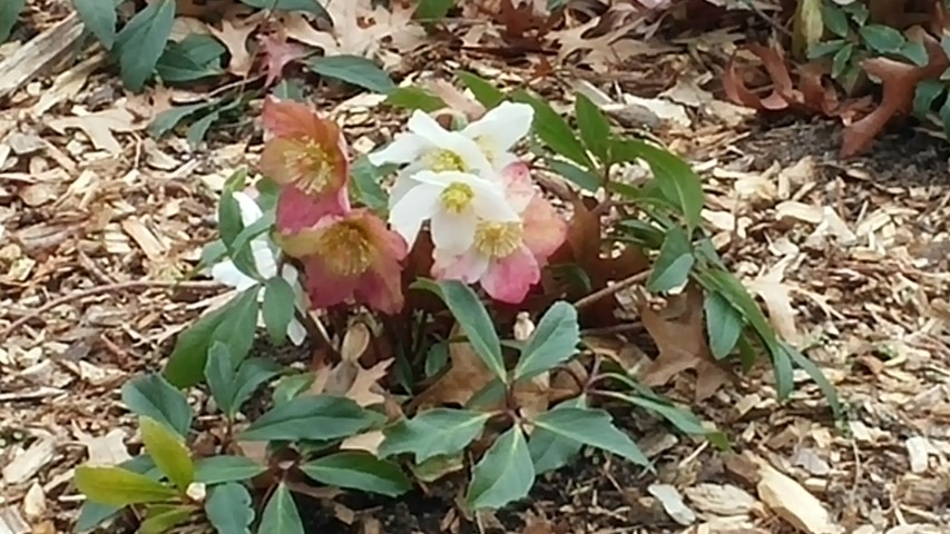 Helleborus plantplacesimage20141220_111051.jpg