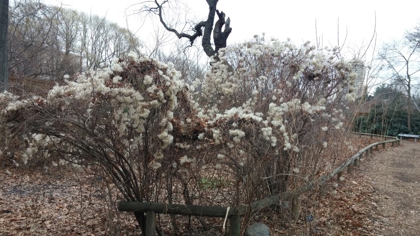 Eupatorium fistulosum plantplacesimage20141220_114054.jpg