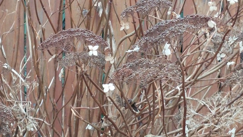 Hydrangea arborescens plantplacesimage20141220_114306.jpg